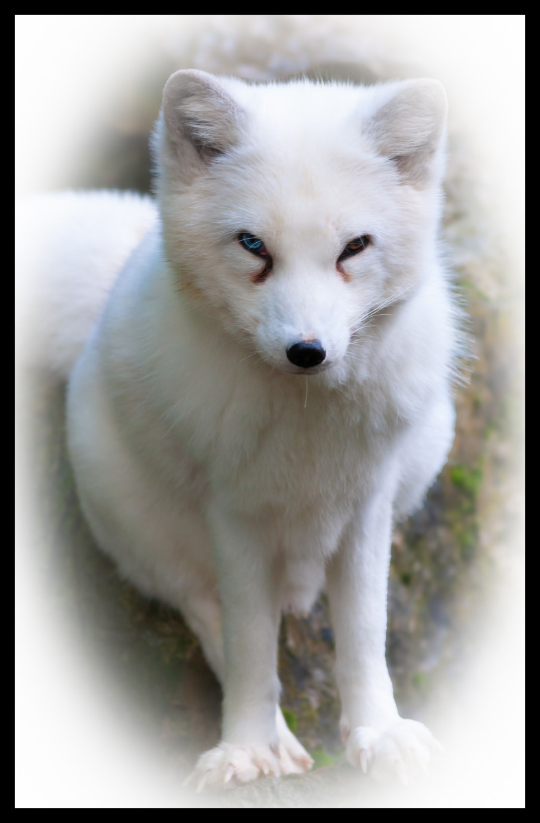 Arctic Foxy