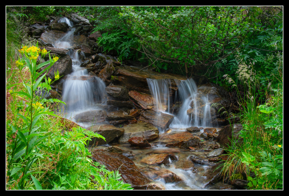 Little Forest Stream