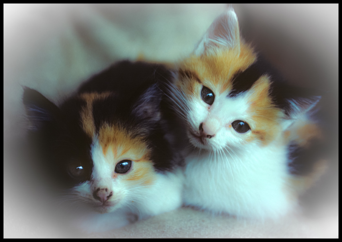 Pussycats