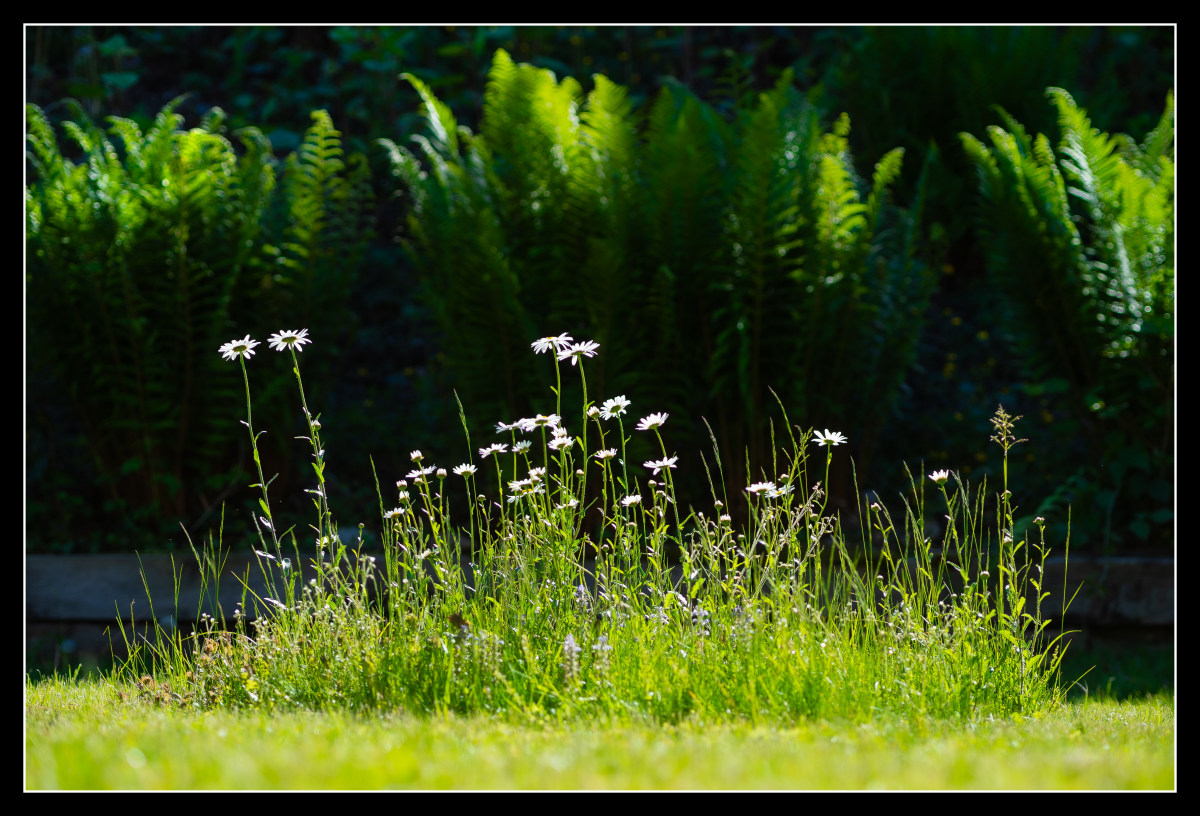 Our Lawn