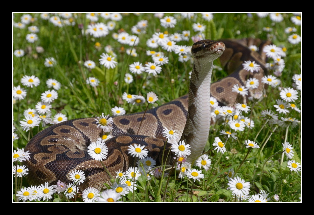 Spring Day