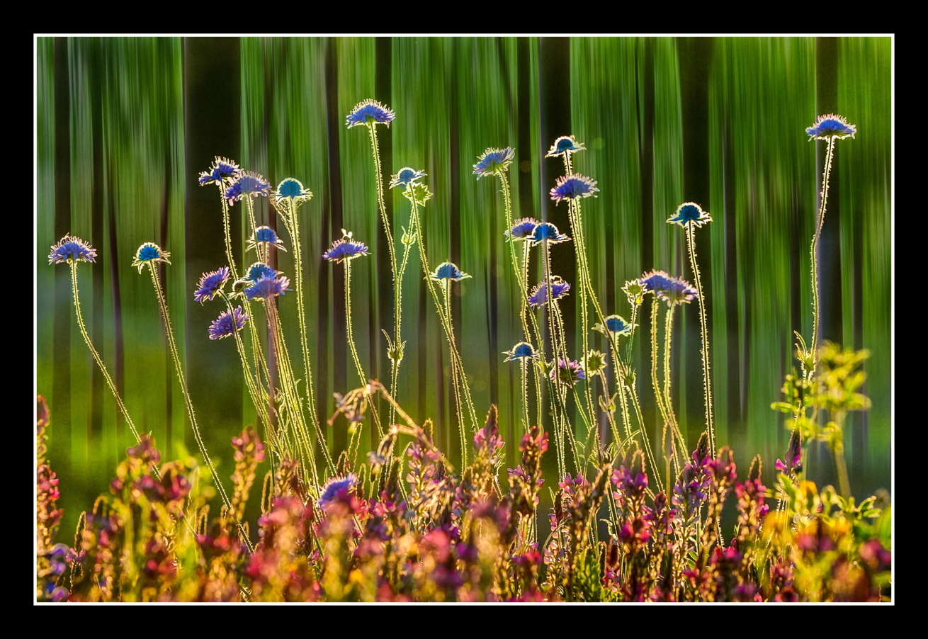Flower Dream 12